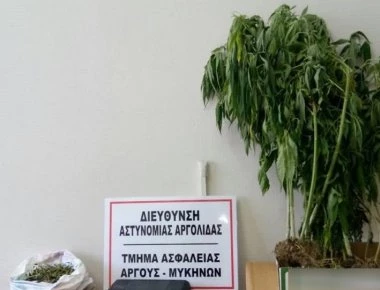 Συνελήφθη 36χρονος στην Αργολίδα - Διατηρούσε χασισοφυτεία και οπλισμό